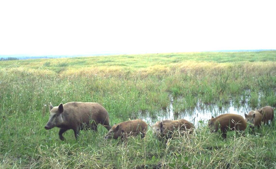 wildpigs1camera