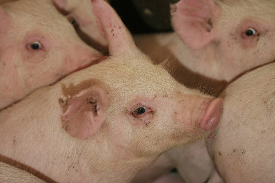 precision-feeding-pigs