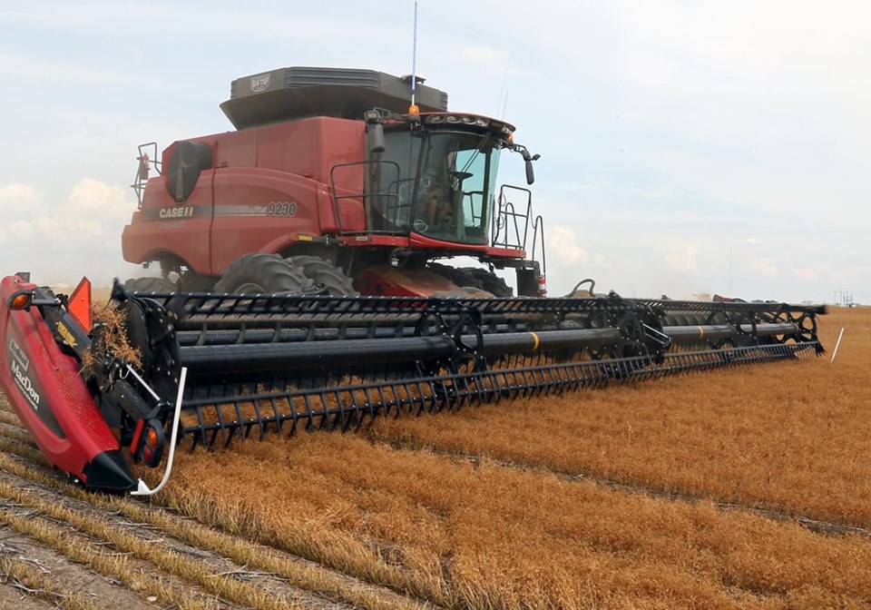 red-lentils-harvest-rhb_080817_lentils16