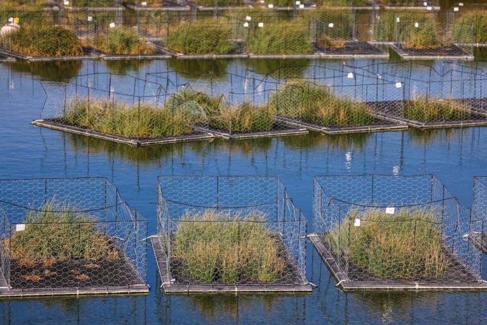 116753_web1_floating-islands-sept-2023-25