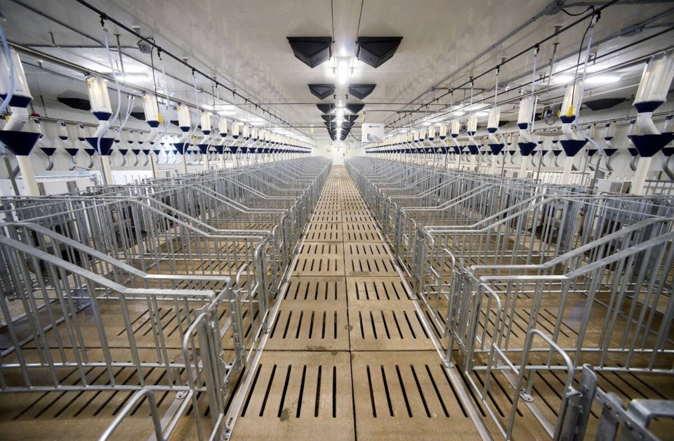 117763_web1_ontario-swine-research-centre-sow-housing-dm