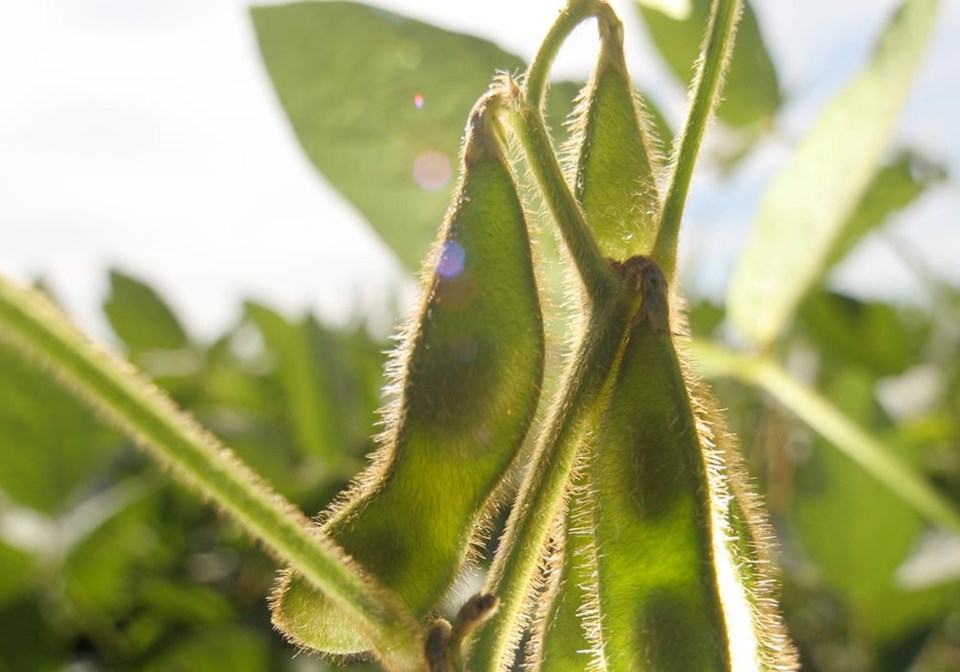 soybean-pods1123