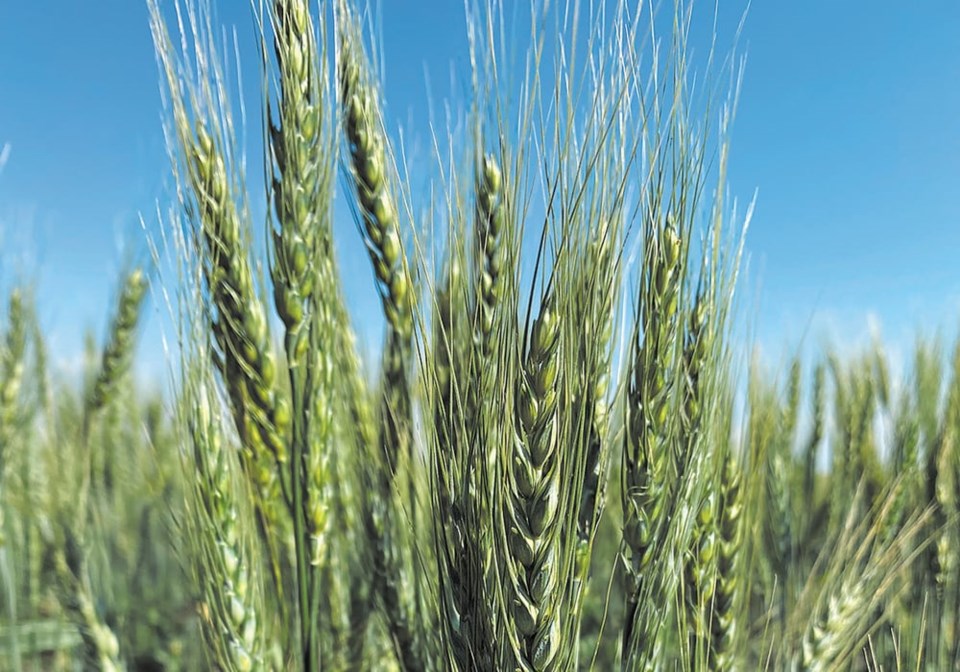 springwheat0623