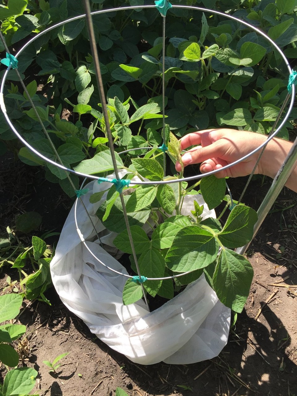 tomato-in-cage