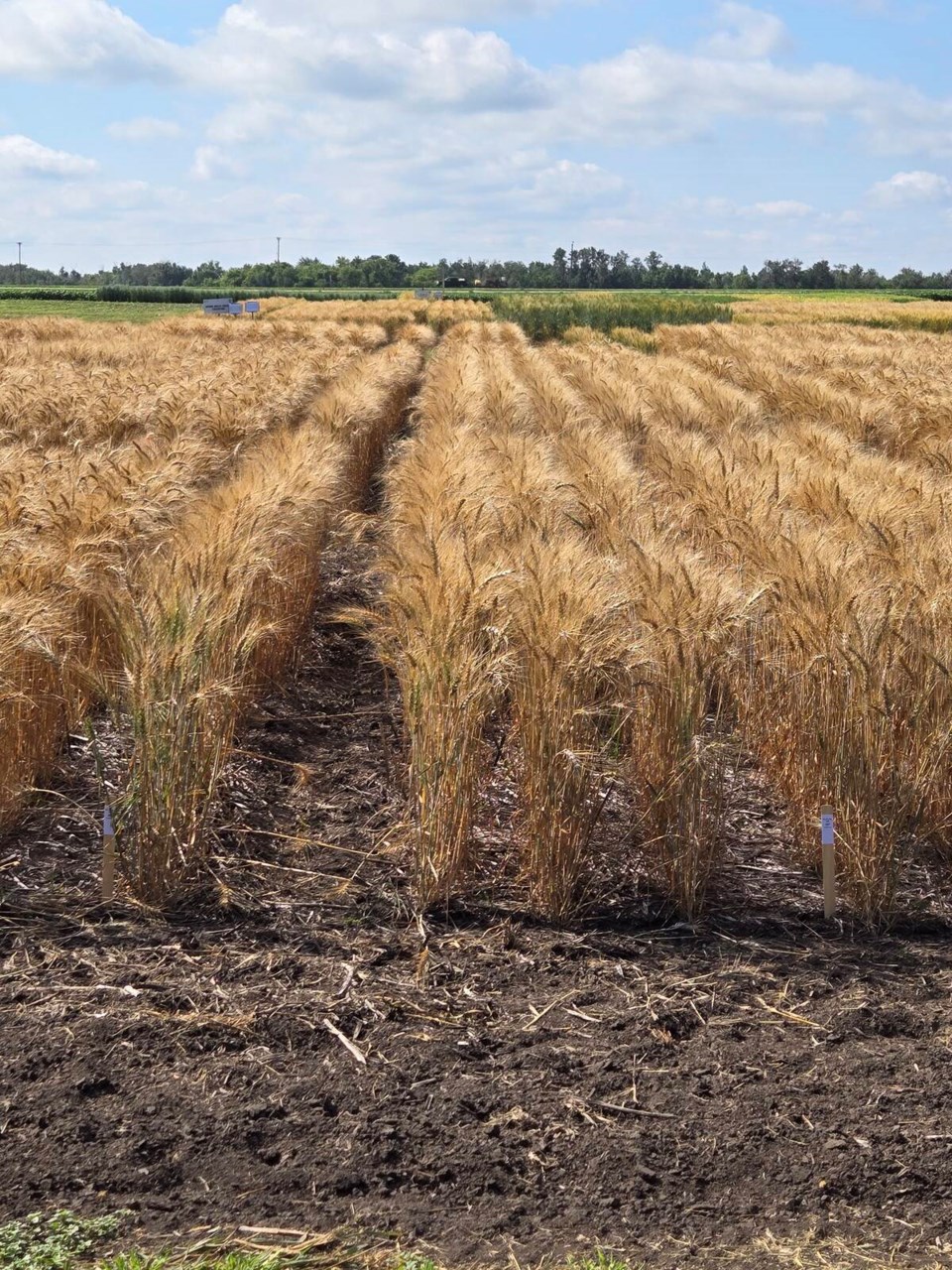 trial-winter-wheat