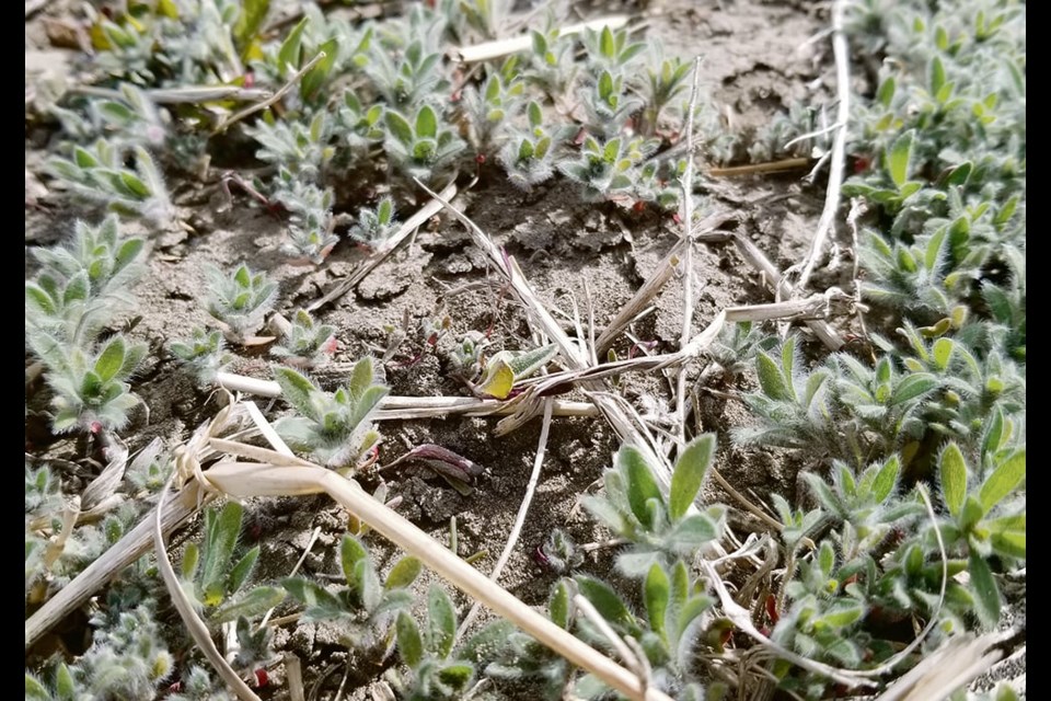 Mapping weed patches during the growing season can be a useful tool to help growers create application zones for herbicides, including residuals, that can be applied the following year. Kochia is a good candidate for weed mapping because it often grows in large patches. 