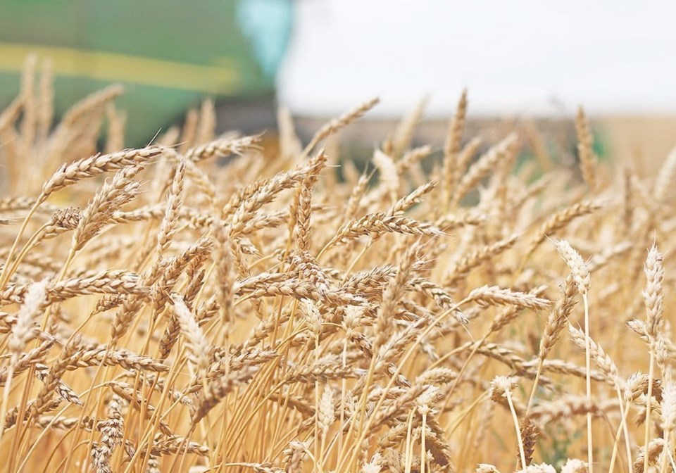 wheat-harvest0423