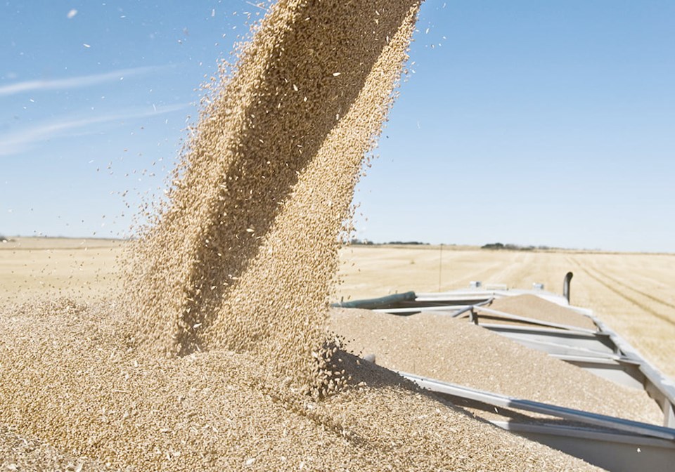 wheat-harvest0823