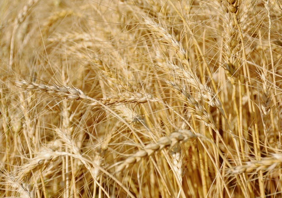 wheat-mr1123