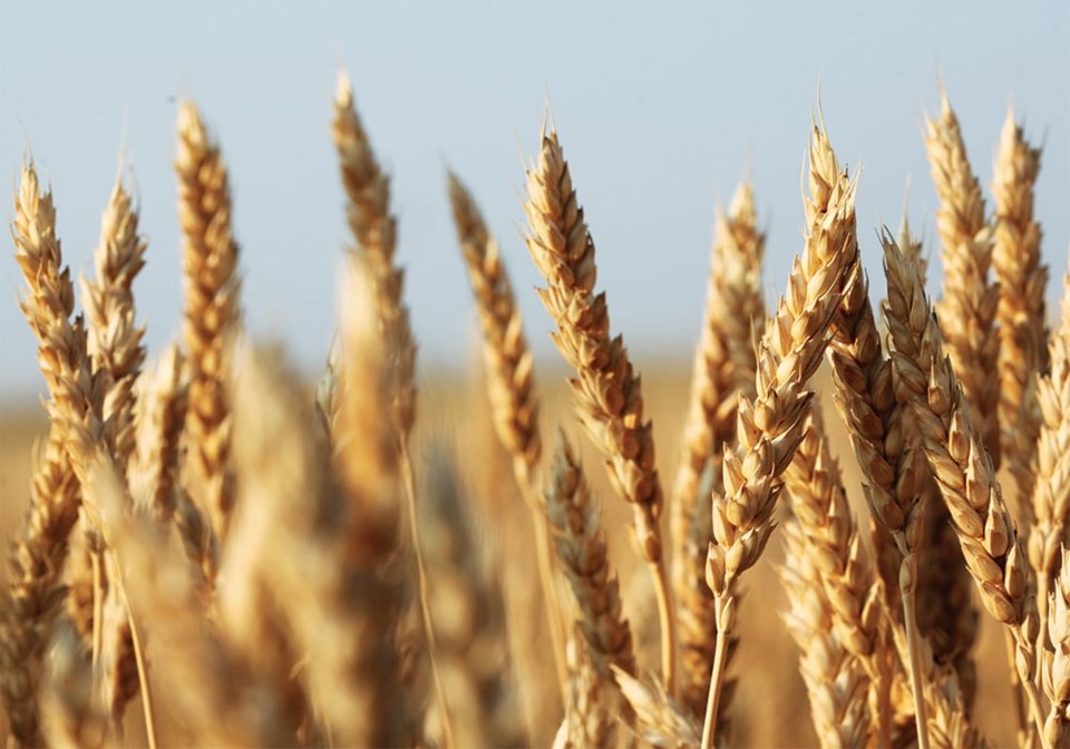 wheat0923