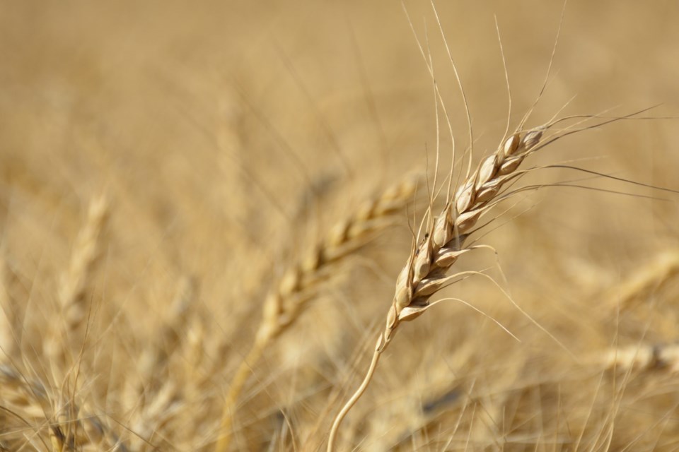 wheat_commission_mr_dsc3044-1-2048x1365