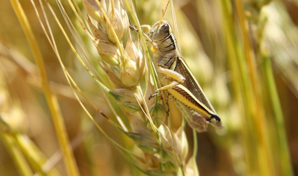 wheatgrasshopper0623