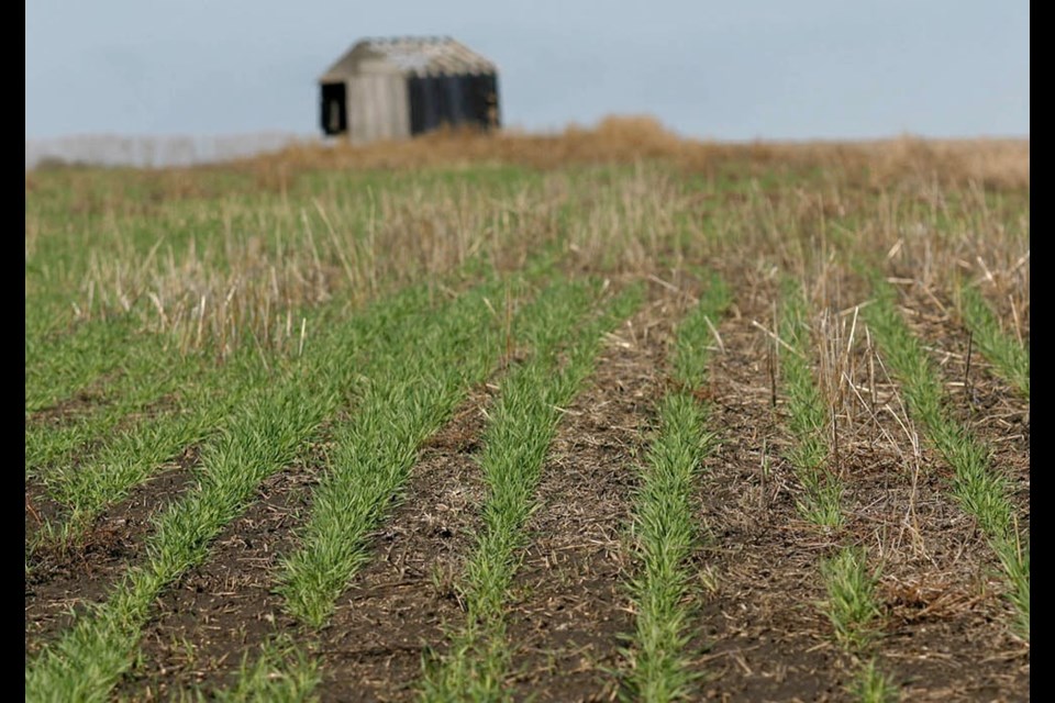 Crop condition ratings show that 47 per cent of the U.S. winter wheat crop was in good-to-excellent condition as of Nov. 12, compared to 32 per cent a year ago. 