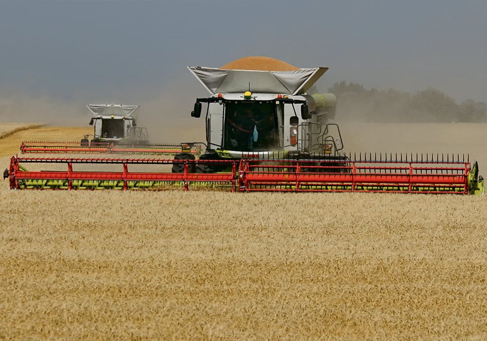winterhwheat0324