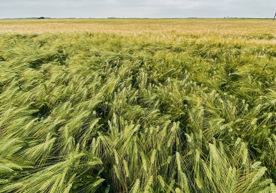 wp barley field