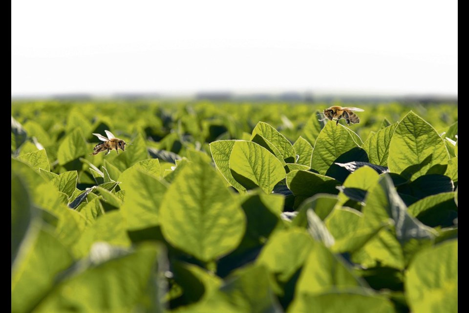 Although soybeans self-pollinate, having beneficial insects around enhances production.