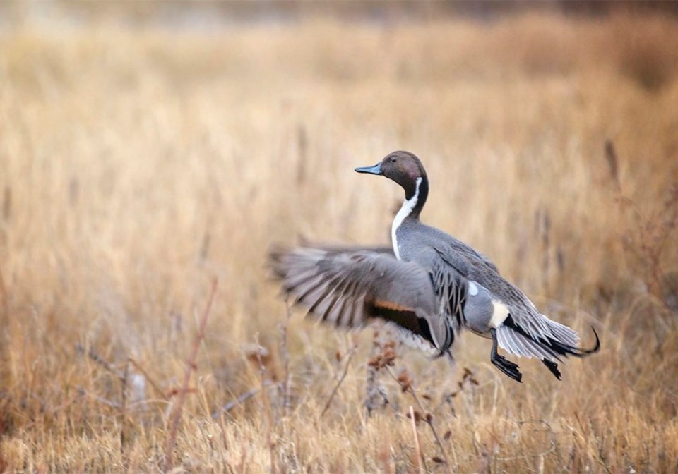 wp birds habitat wheat