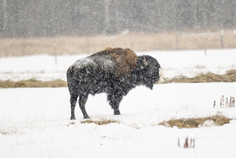 wp bison
