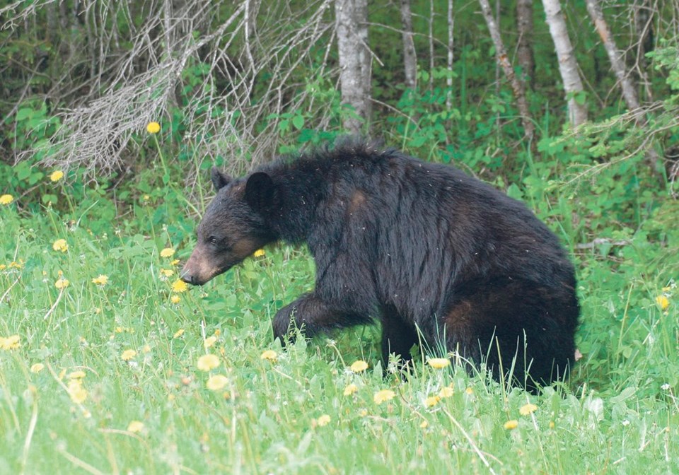 wp black bear