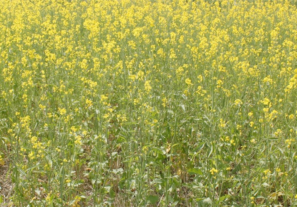 wp canola 1