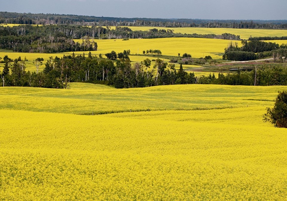 wp canola feilds