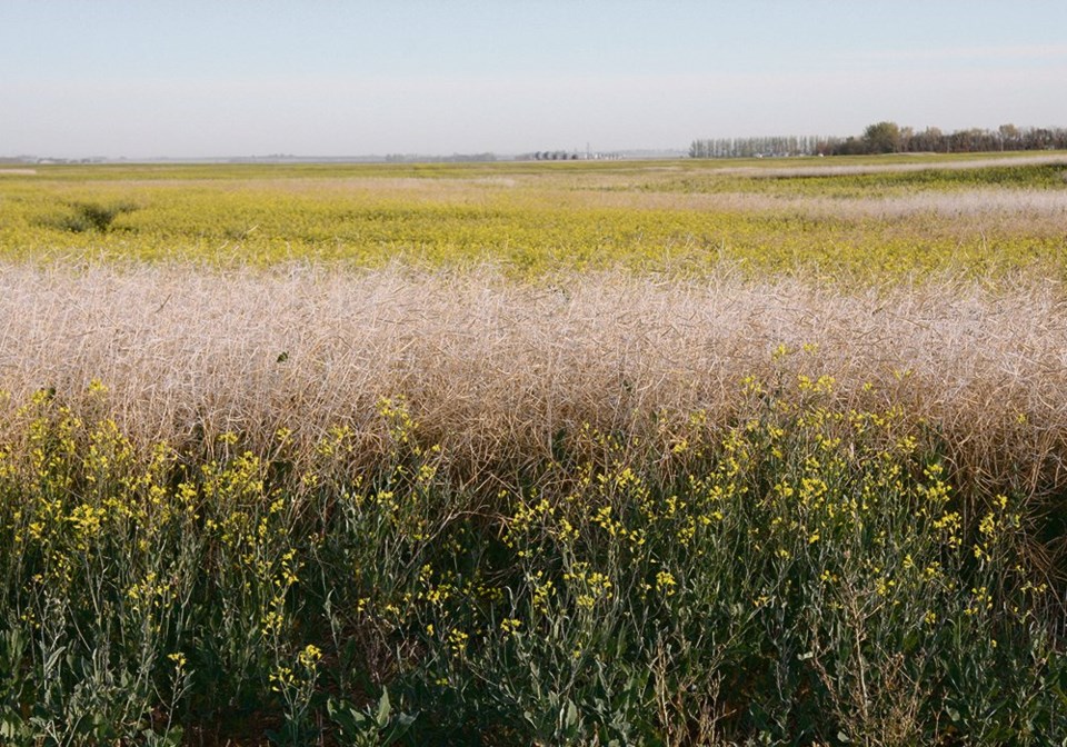 wp canola field