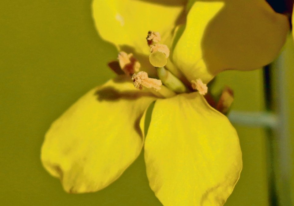 wp canola flower