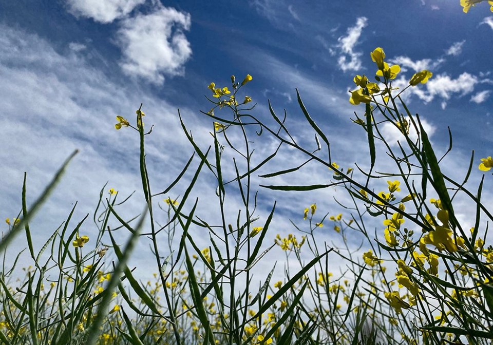 wp canola invigor