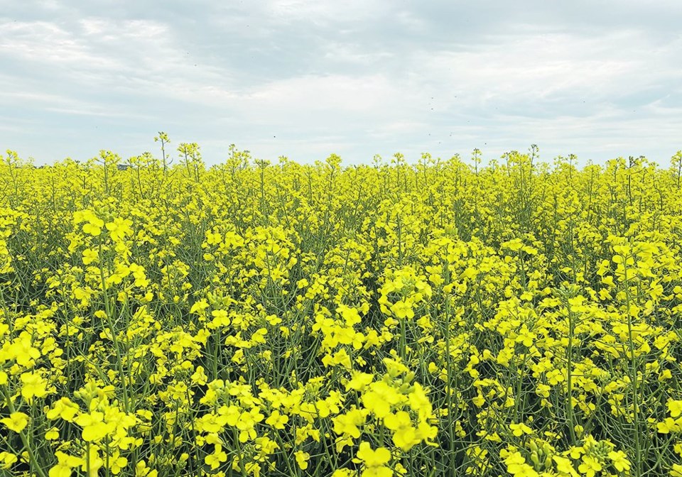 wp canola