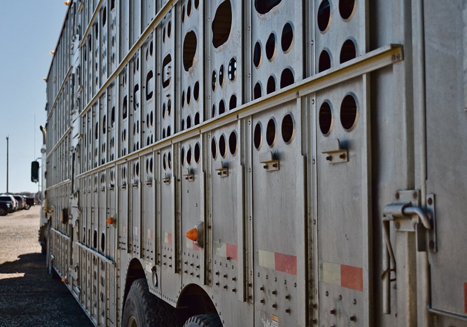 wp cattle transport