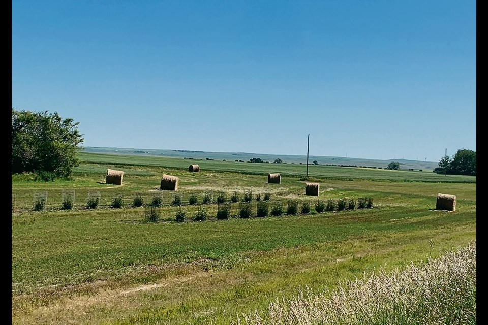 A Saskatchewan farm couple started their COVID-19 victory garden by planting saskatoon seedlings in a field across the road from their farmhouse. 