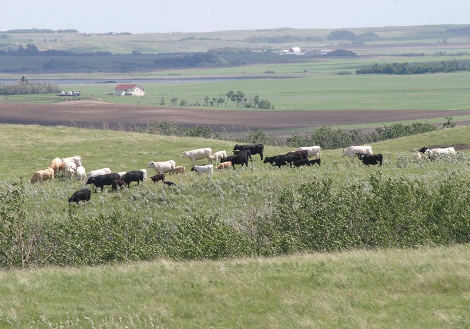 wp cow herd