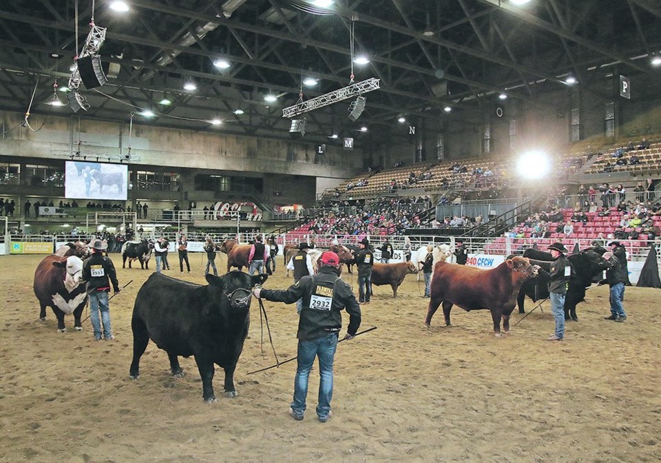 wp cow show