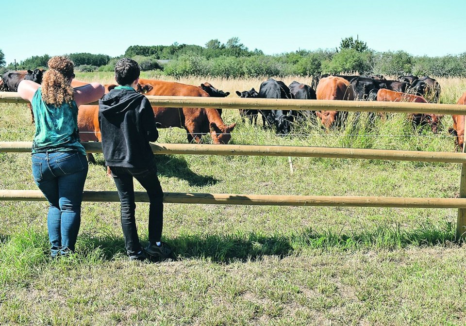 wp cows at fence