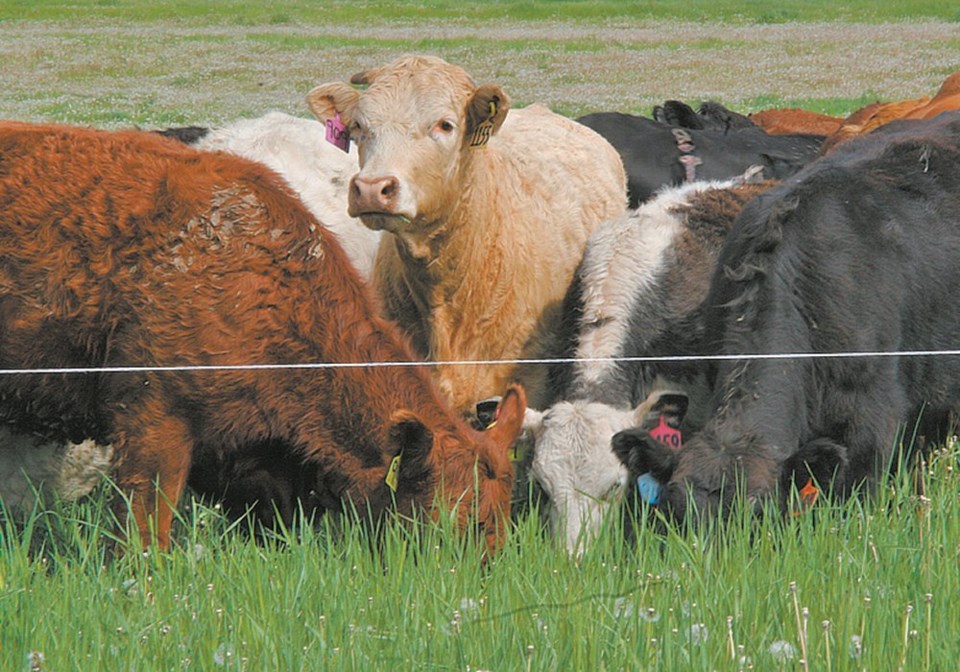 wp cows grazing