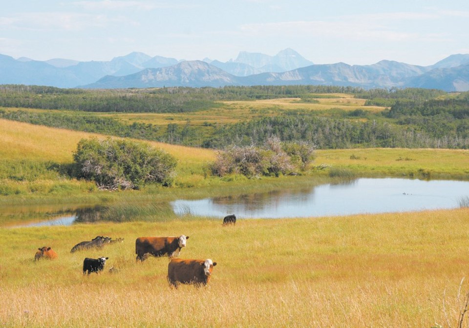 wp cows in a feild