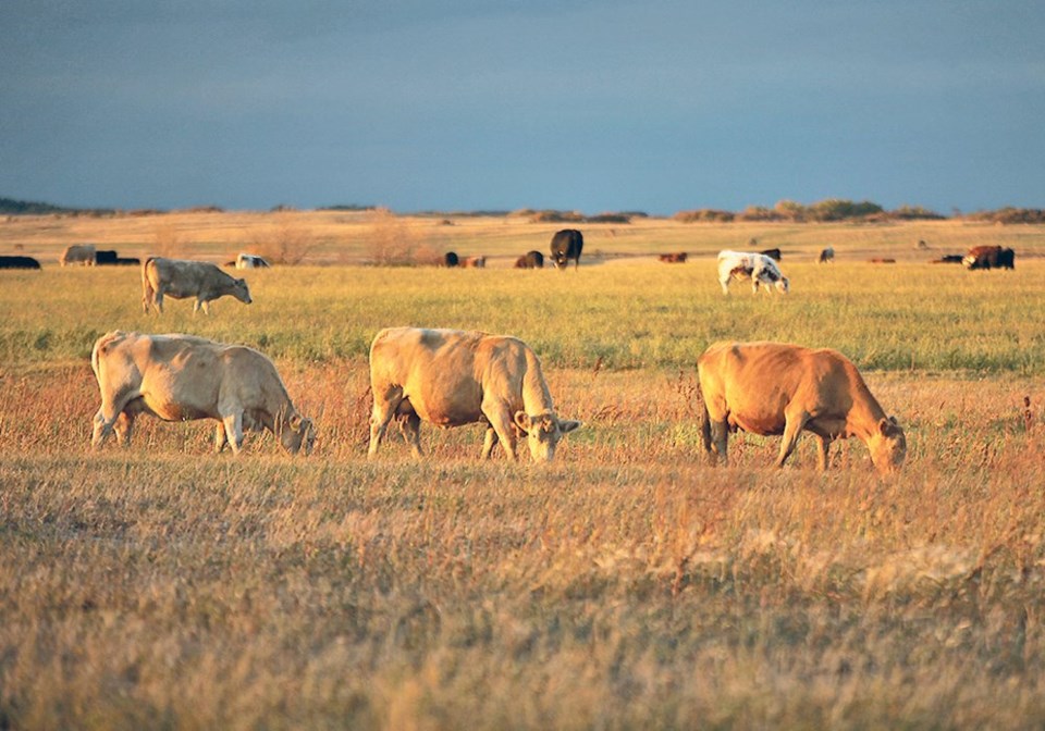 wp cows in feild