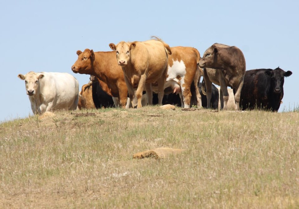 wp cows on hill