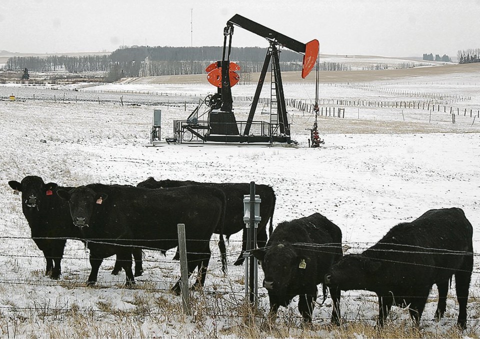 wp cows with oil well