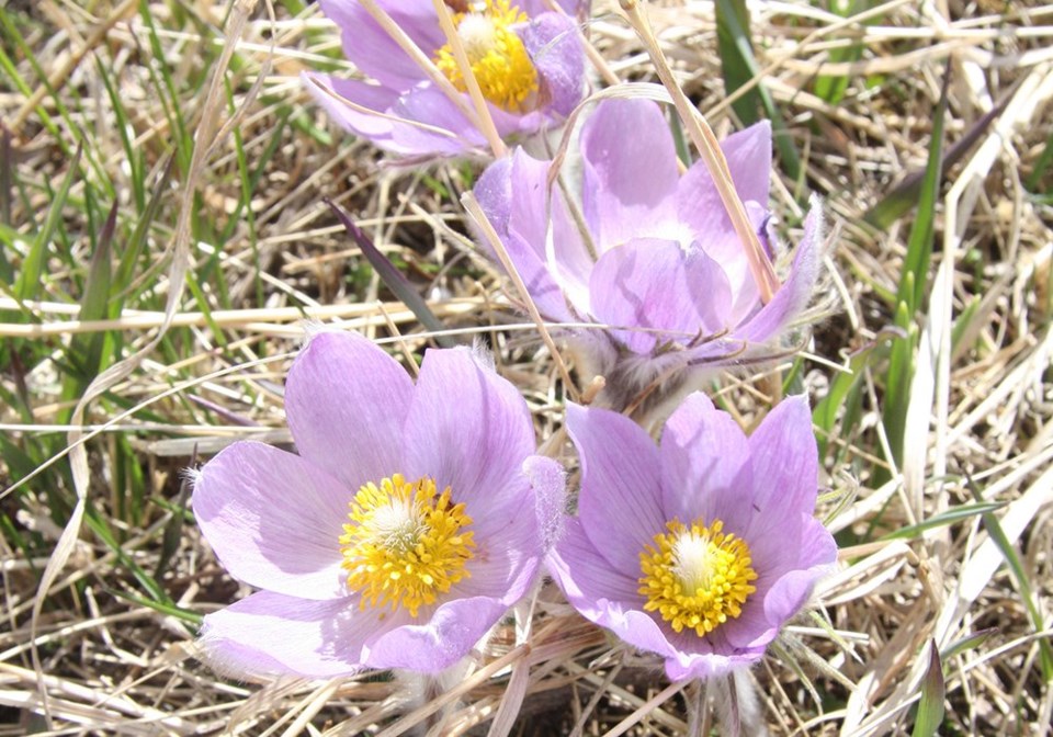 wp crocuses