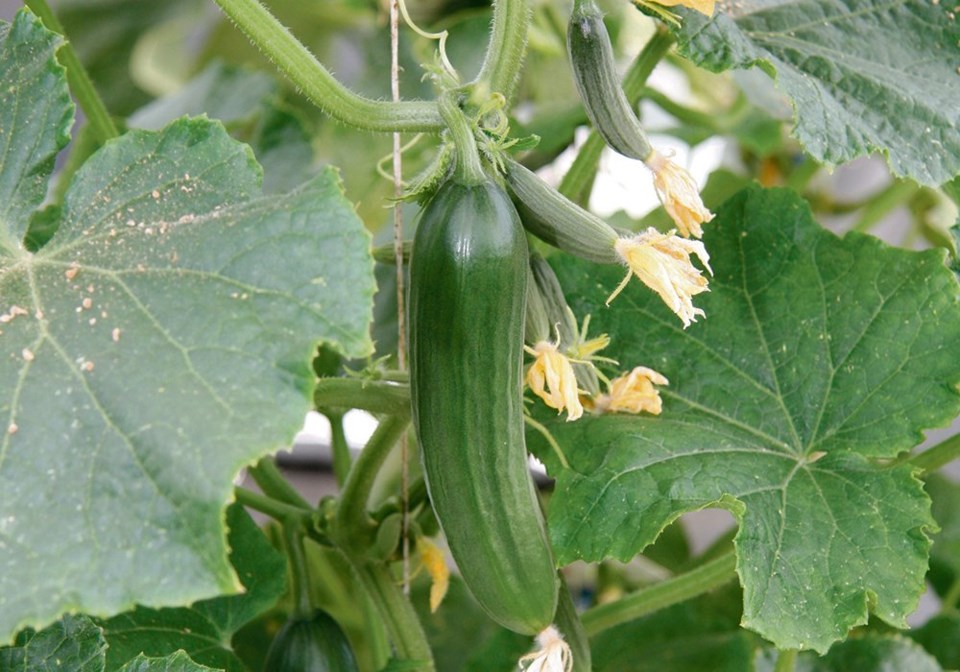 wp cucumbers