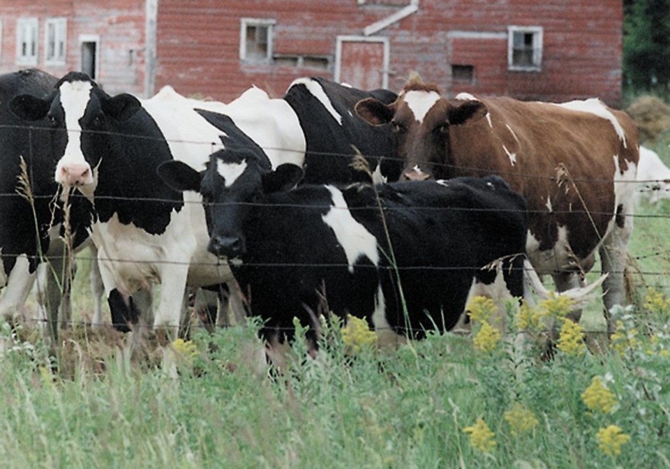 wp dairy cows3