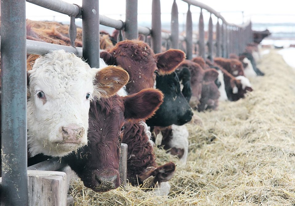 wp feed cows