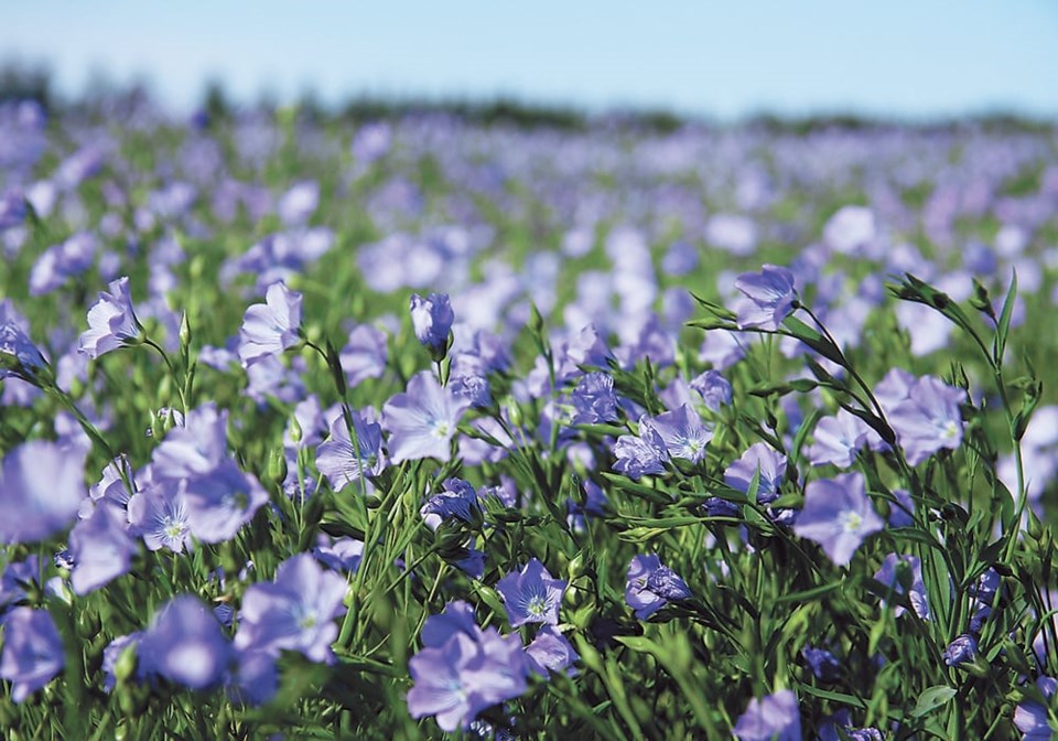 wp flax flowering