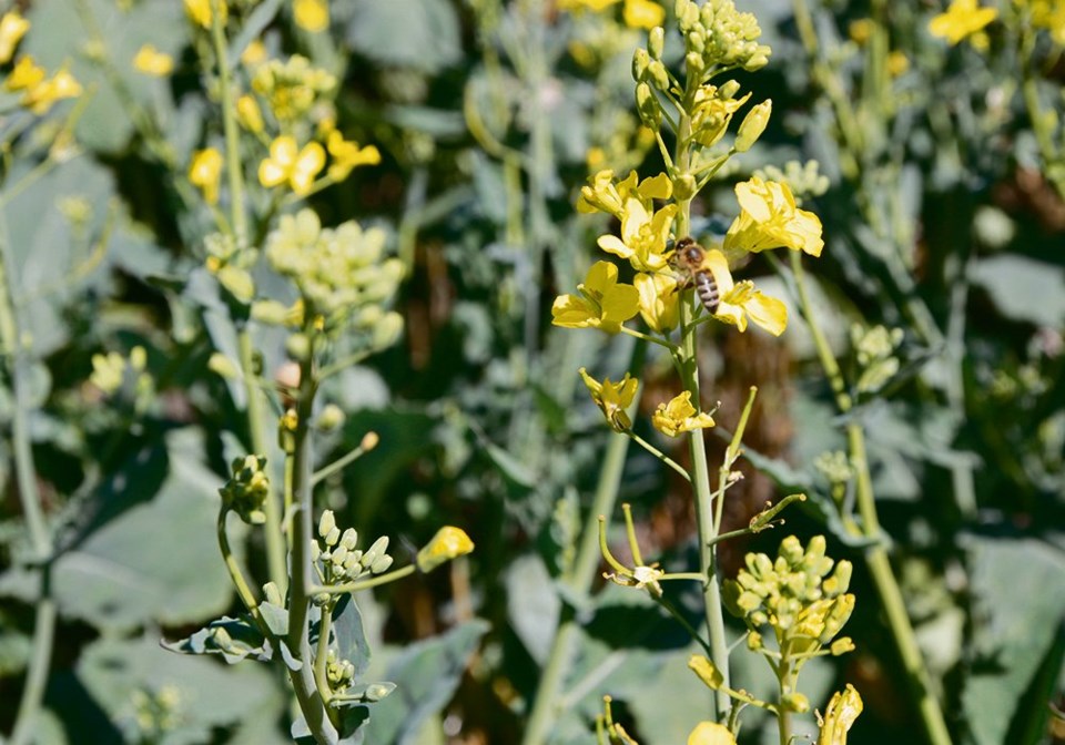 wp flowering canola