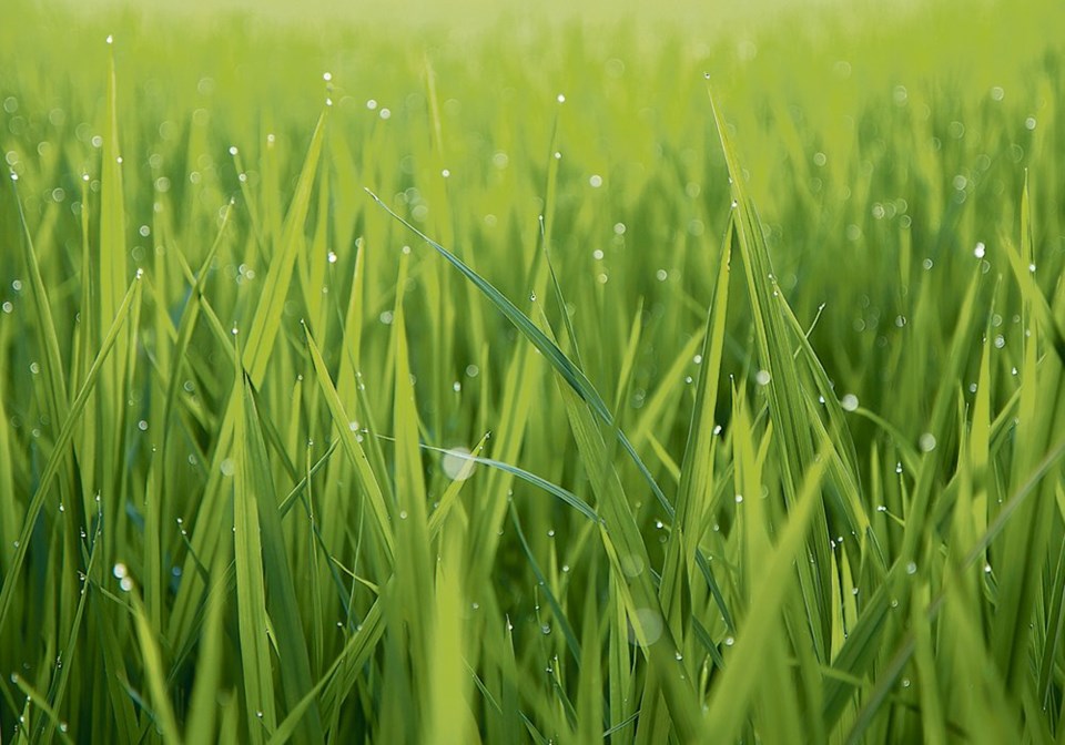 wp grass stock