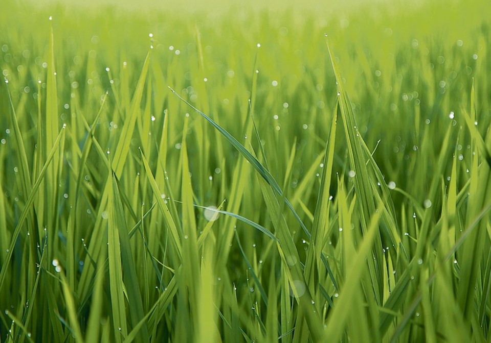 wp grass stock