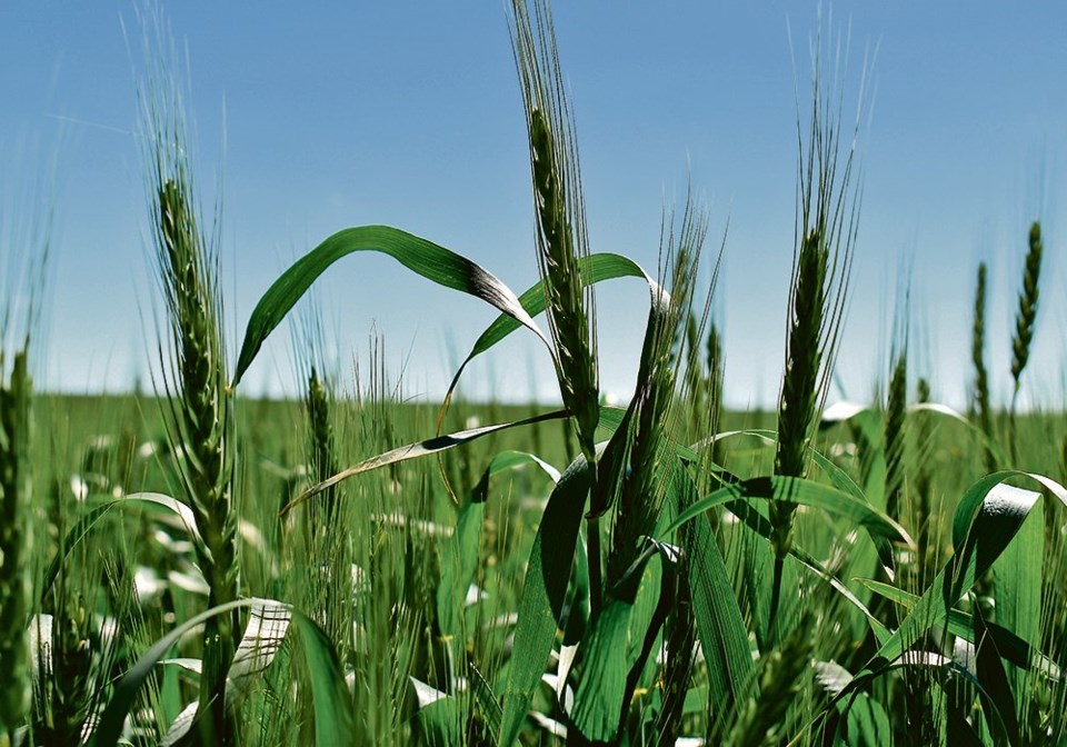 wp green wheat