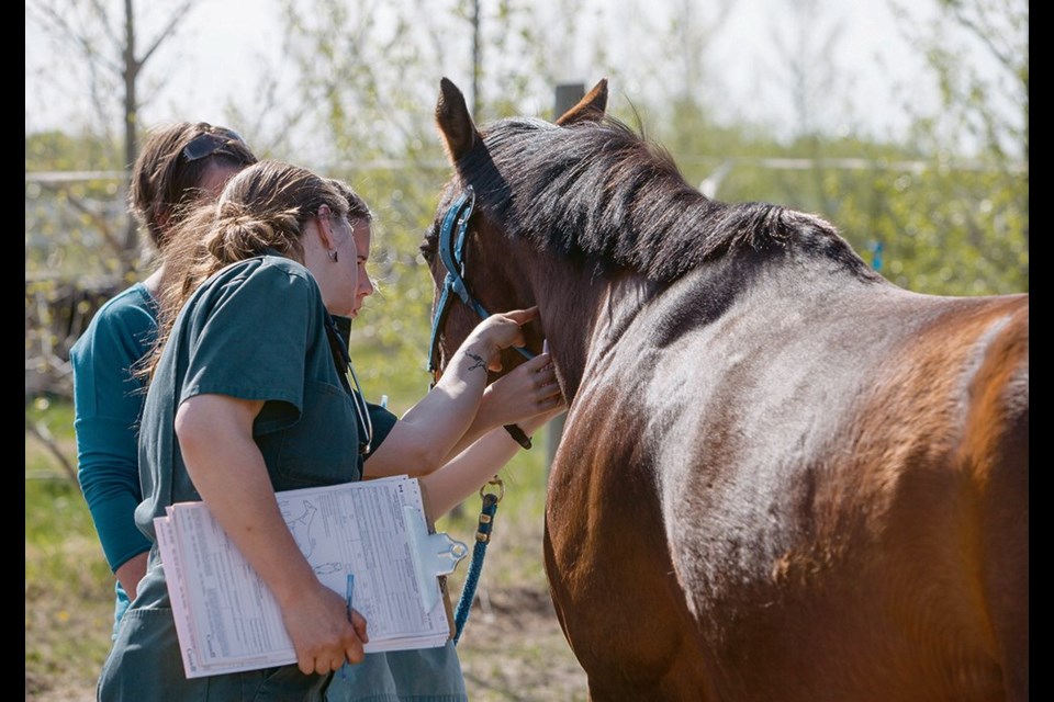 Members of the Western College of Veterinary Medicine’s equine field service team examine a horse. Strangles was recently found in horses in the Saskatoon area.