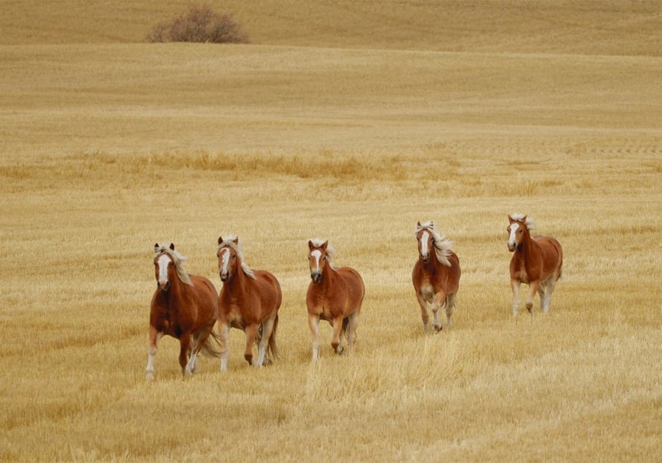 wp horses in field